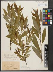 Foto von Salix triandra L.